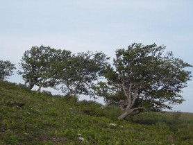 El Centro 112 Extremadura activa la alerta amarilla por viento y lluvia en el Norte de Cáceres