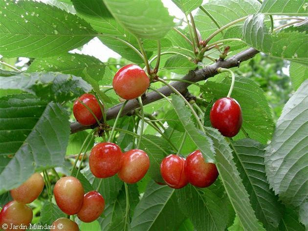 Ensayos de campo y muestreos para controlar plagas en el cultivo del cerezo