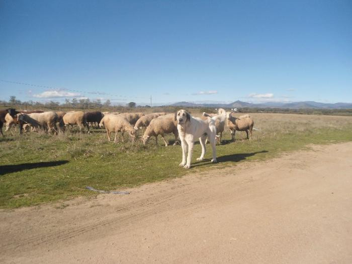 Ecologistas en Acción Granadilla estudia el ADN sobre la población del mastín de campo