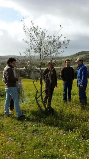 El PP agradece el “compromiso” del Gobierno regional ante el mal estado de los olivares de Ahigal