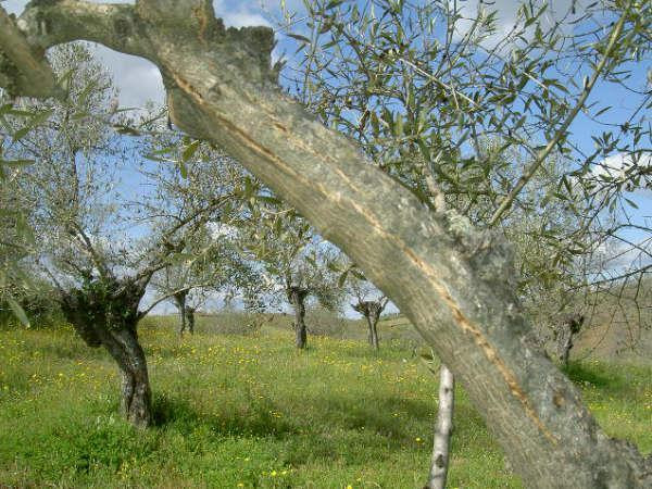 Los técnicos de Citycex analizan y estudian los efectos de las heladas en los olivares de Ahigal