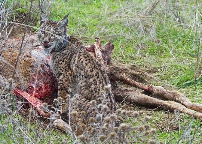 Ecologistas en Acción Granadilla presentará su escuela sobre el lince ibérico en la feria de ornitología