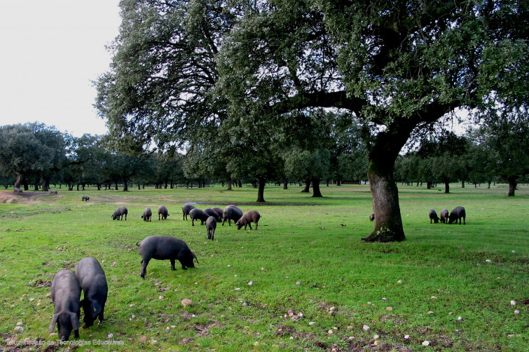 Jerez de los Caballeros celebra en diciembre una jornada sobre ‘El cerdo ibérico en la dehesa’