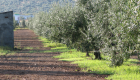 Los agricultores de Don Benito y Comarca se unen para prevenir los robos en la campaña de aceituna