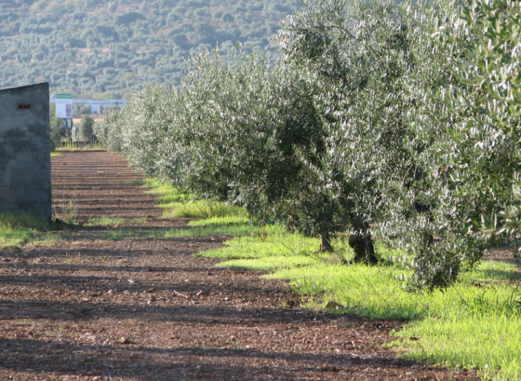 Los agricultores de Don Benito y Comarca se unen para prevenir los robos en la campaña de aceituna