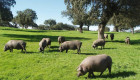 Jerez de los Caballeros celebra en diciembre una jornada sobre ‘El cerdo ibérico en la dehesa’