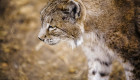 El lince ibérico, un aliado de los cazadores extremeños