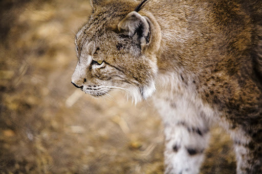 El lince ibérico, un aliado de los cazadores extremeños