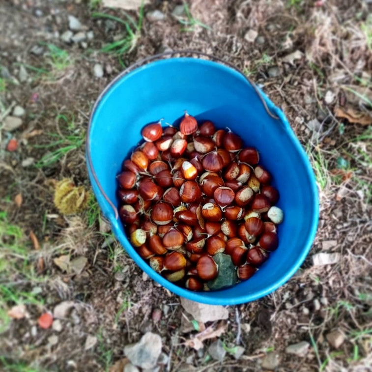 Go Castanea celebrará unas jornadas para analizar la enfermedad del chancro en los castaños