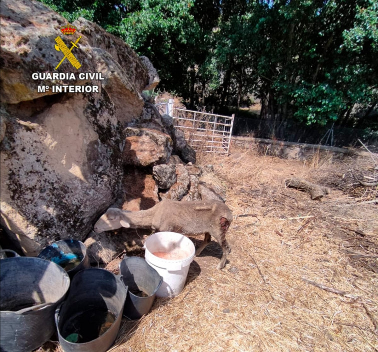 Abandonan un rebaño sin agua y con ovejas que tenían heridas sangrantes en la patas traseras