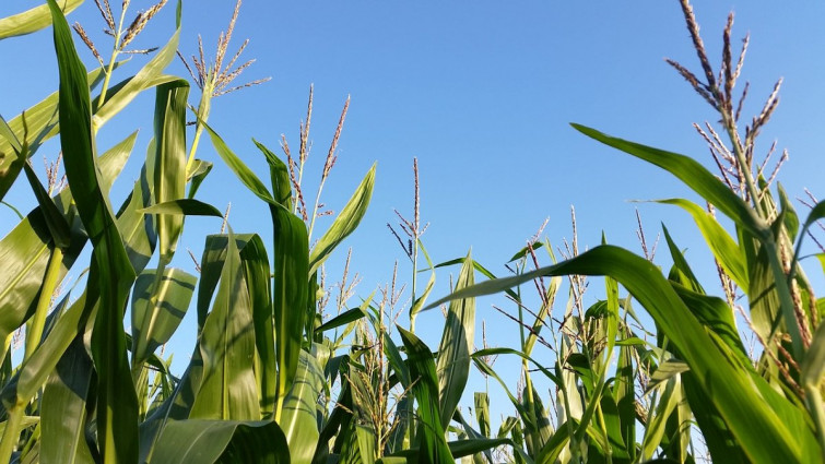 La Unión Extremadura da la voz de alarma y pide ayudas para frenar el impacto del enanismo del maíz