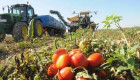 Comienza la cuenta atrás para la recolección del tomate en Extremadura