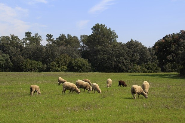 La vacunación contra la lengua azul será voluntaria y se podrán mover los animales sin restricciones