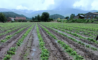 El cultivo del tabaco vuelve a sentirse amenazado con el empaquetado genérico del Gobierno