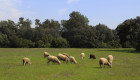 Agricultura confirma 5 focos más de lengua azul en Extremadura