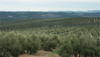 Ecologistas en Acción Granadilla pide más subvenciones para el olivar en bancales en Extremadura