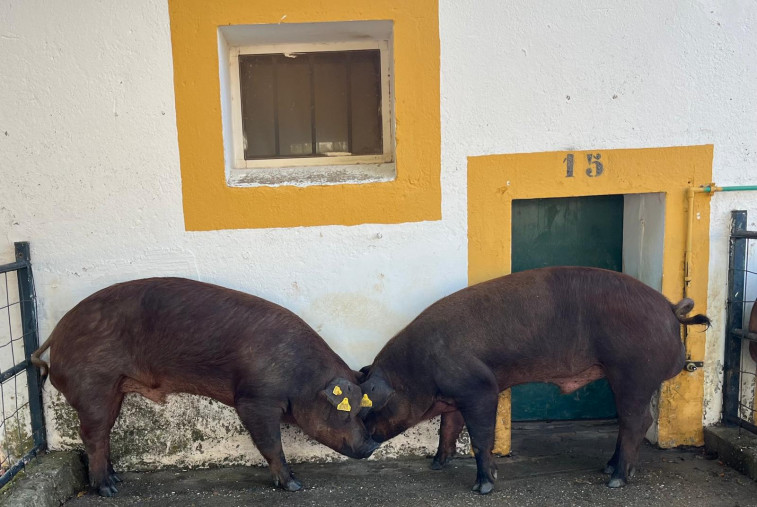 Pagan por un cerdo de raza Duroc 1.350 euros en una subasta celebrada en Extremadura