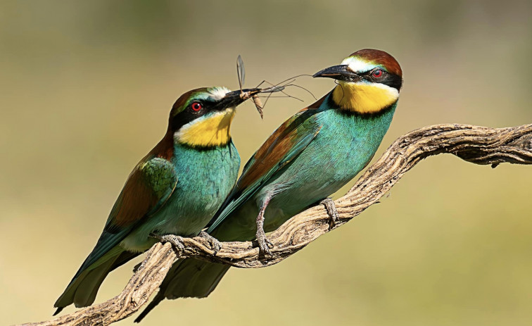 Fotógrafos especializados en naturaleza exponen sus obras en la Casa Toril de Moraleja