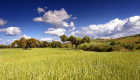 Agricultura autoriza los primeros cambios de cultivo en la ZEPA 'Arrozales de Palazuelo y Guadalperales'