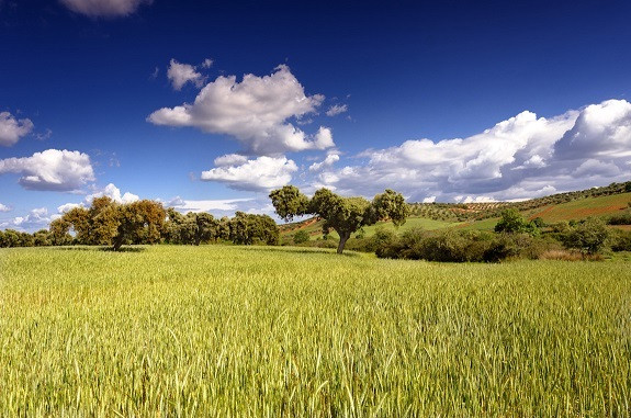 Agricultura autoriza los primeros cambios de cultivo en la ZEPA 'Arrozales de Palazuelo y Guadalperales'