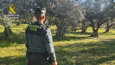 La campaña de la aceituna en Badajoz se reforzará con drones y caballería para evitar robos