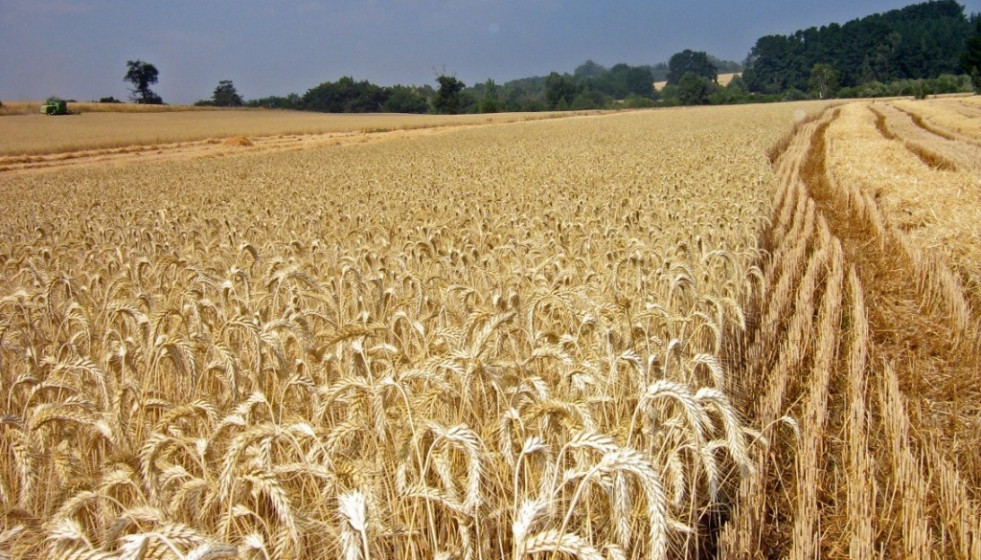 UPA-UCE pide una rectificación de la orden de incendios por perjudicar la cosecha de cereales
