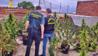 Desmantelan dos plantaciones de marihuana en un solo día en Badajoz