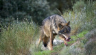 Investigan el estado de conservación del desmán ibérico y del lobo ibérico