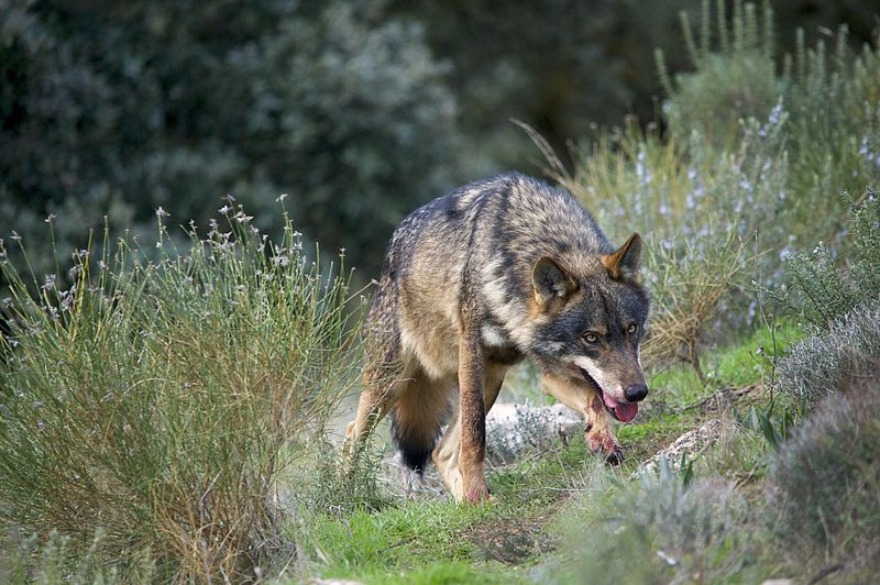 Investigan el estado de conservación del desmán ibérico y del lobo ibérico