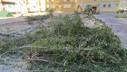 El Ayuntamiento de Badajoz repondrá los árboles talados en La Paz