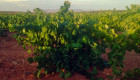 Viticultores exigen un mayor precio para la uva de cava ante la escasez
