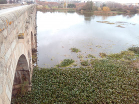 Luz verde al dragado del río Guadiana para acabar con la invasión del nenúfar mexicano