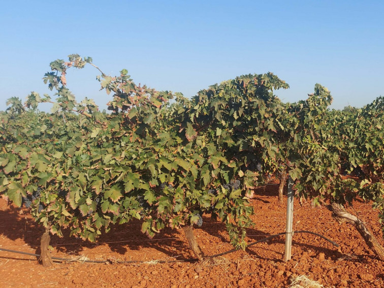 La CLYGAL exige un compromiso firme de todas las administraciones con el regadío de Tierra de Barros