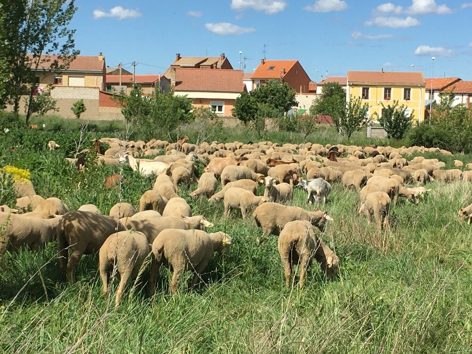 Prohibido el movimiento de ganado a Extremadura tras detectar lengua azul en tres explotaciones portuguesas