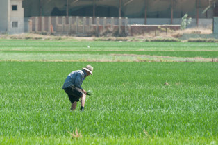 La Unión Extremadura denunciará a Arrocería Herba por pagar el arroz muy por debajo del coste de producción