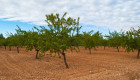 Los residuos de las almendras que se cultivan en Moraleja permitirán fabricar bioplásticos