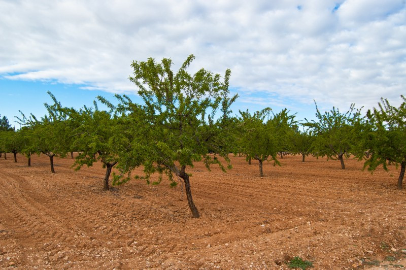 Los residuos de las almendras que se cultivan en Moraleja permitirán fabricar bioplásticos