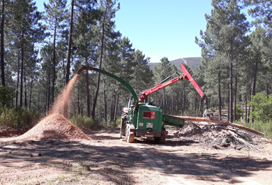 Luz verde a la tala de pinos en mal estado para evitar el nematodo y la xylella fastidiosa