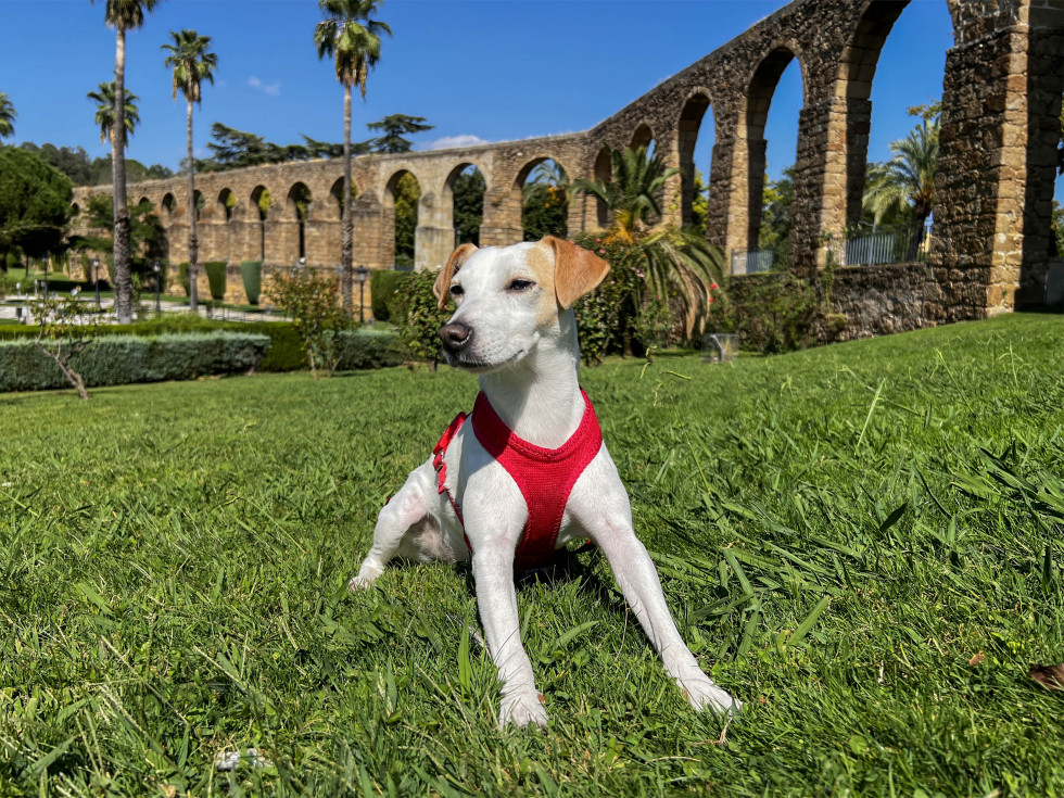 El perro influencer más popular de España llega a Extremadura para descubrir once destinos turísticos