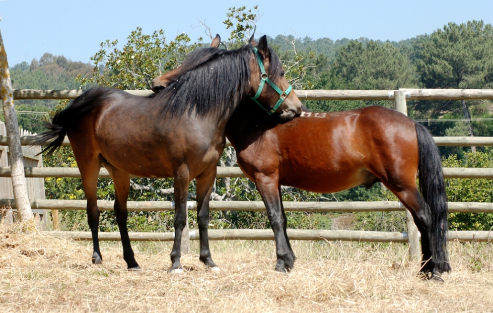 Detectado virus del Nilo en animales de Coria, Don Benito y Fuentes de León