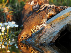 Cazadores de todo el país colaborarán para mejorar la monitorización y el conocimiento de zorzales