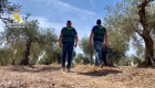 Detenidas cuatro personas por robar en una finca de la provincia de Cáceres 5.000 kilos de aceitunas