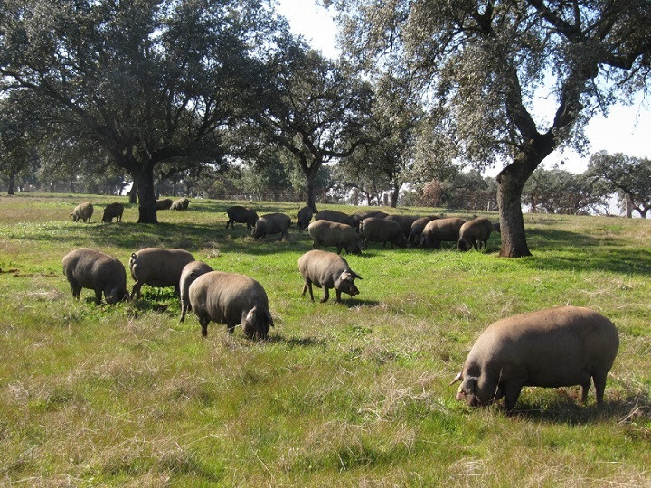 Adjudicados los mejores verracos de raza Duroc criados en el CENSYRA