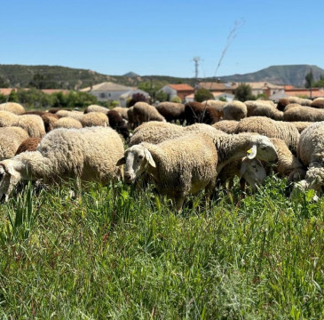 Zamora guarda silencio por las víctimas del atentado de Barcelona 