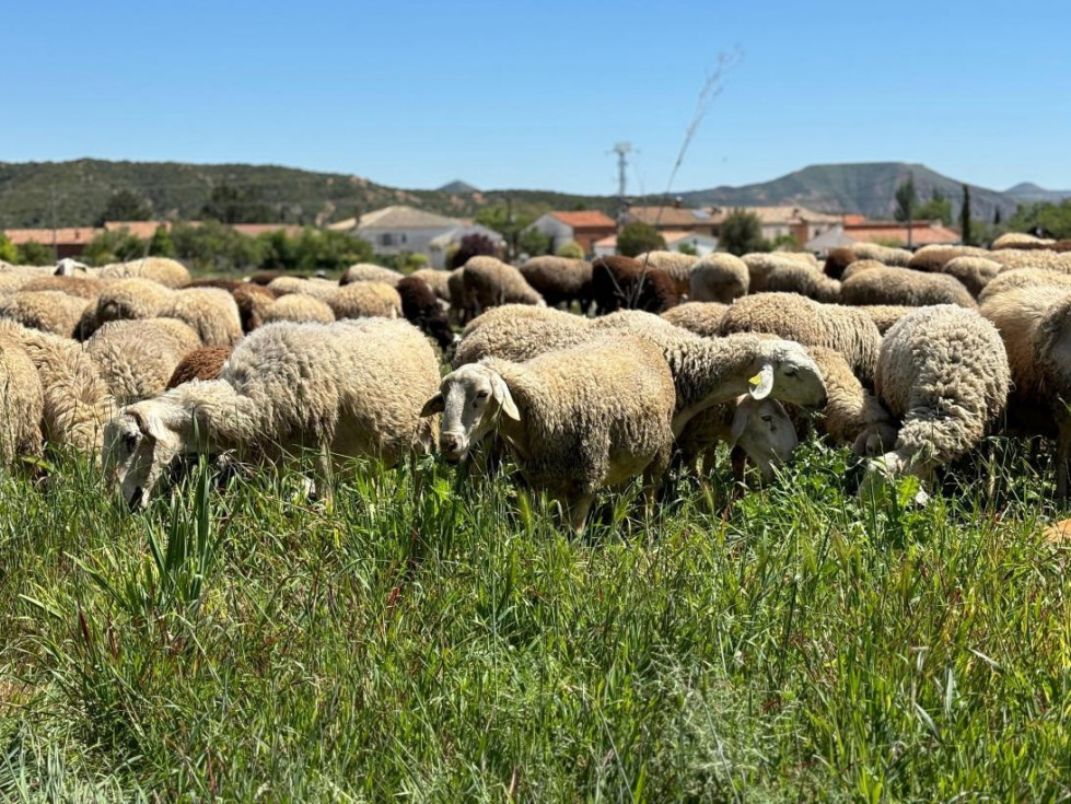 Extremadura cuenta con 85 focos de lengua azul, 35 de ellos del serotipo 3