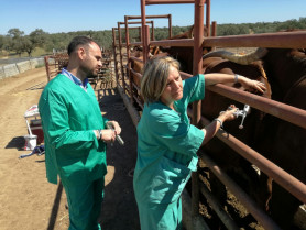 Extremadura comienza a distribuir vacunas contra la lengua azul a más comarcas para frenar el avance de la enfermedad