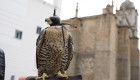 Don Benito suelta halcones y otras aves rapaces para ahuyentar a las palomas de la ciudad