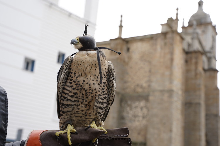 Don Benito suelta halcones y otras aves rapaces para ahuyentar a las palomas de la ciudad