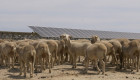 La planta solar más grande de Europa está en Extremadura y produce energía para 334.400 hogares al año