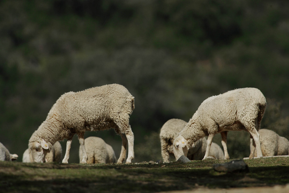 La lengua azul se extiende por la provincia de Cáceres y llega a Talayuela y Rosalejo